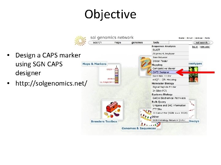 Objective • Design a CAPS marker using SGN CAPS designer • http: //solgenomics. net/