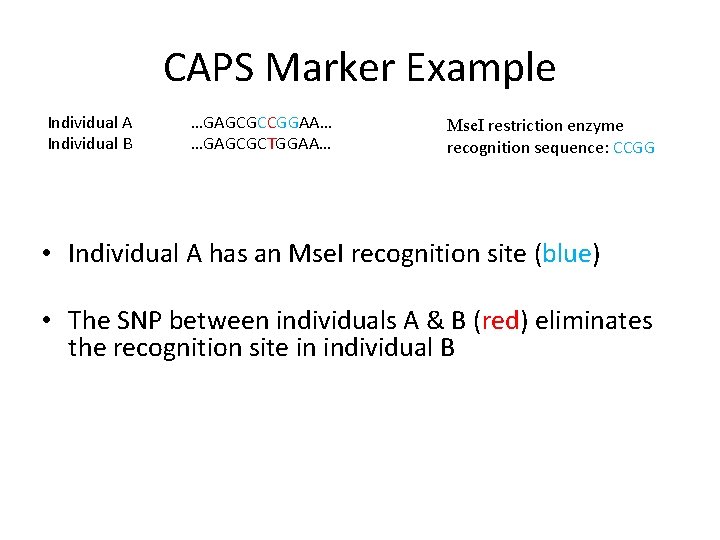 CAPS Marker Example Individual A Individual B …GAGCGCCGGAA… …GAGCGCTGGAA… Mse. I restriction enzyme recognition
