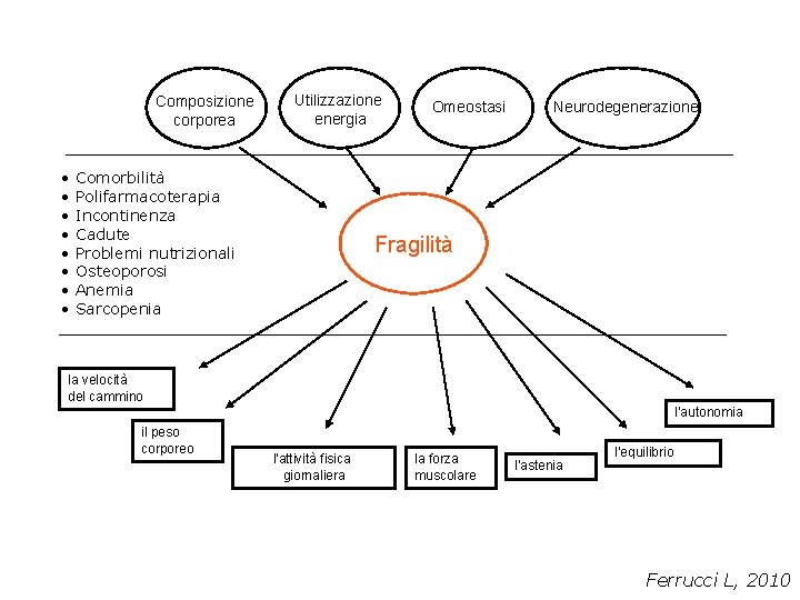 Composizione corporea • • Utilizzazione energia Comorbilità Polifarmacoterapia Incontinenza Cadute Problemi nutrizionali Osteoporosi Anemia