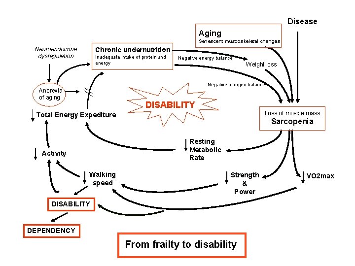 Disease Aging Senescent muscoskeletal changes Neuroendocrine dysregulation Chronic undernutrition Inadequate intake of protein and