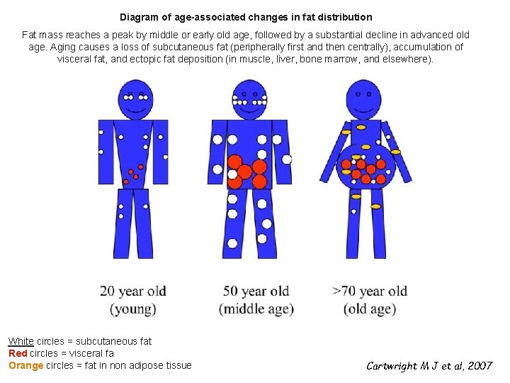 Diagram of age-associated changes in fat distribution Fat mass reaches a peak by middle