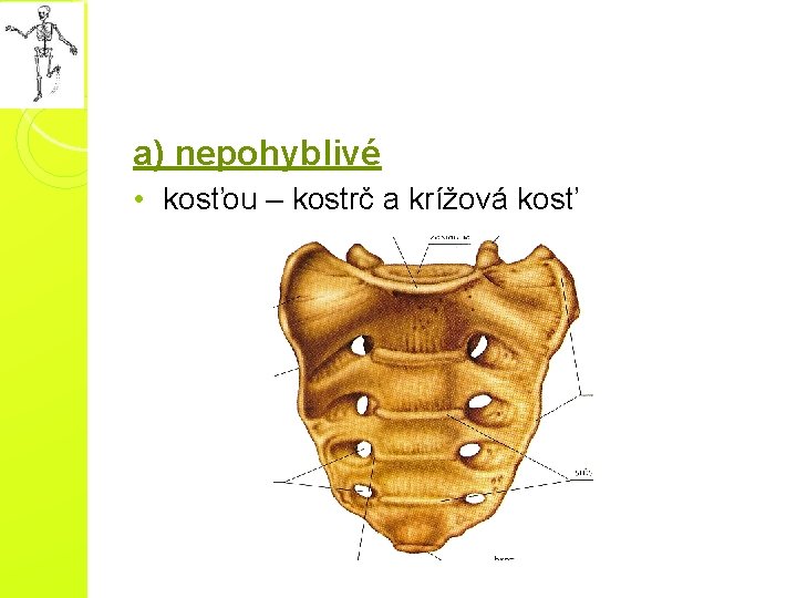 a) nepohyblivé • kosťou – kostrč a krížová kosť a) nepohyblivé • kosťou – kostrč a krížová kosť