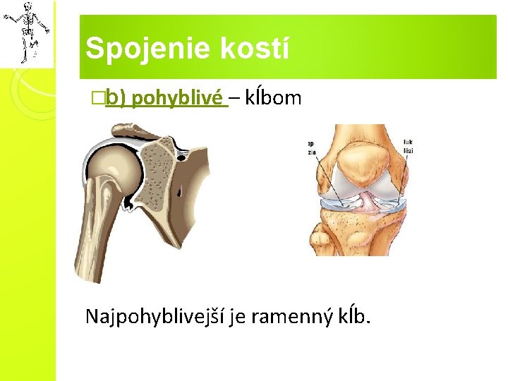 Spojenie kostí �b) pohyblivé – kĺbom Najpohyblivejší je ramenný kĺb. Spojenie kostí �b) pohyblivé – kĺbom Najpohyblivejší je ramenný kĺb.