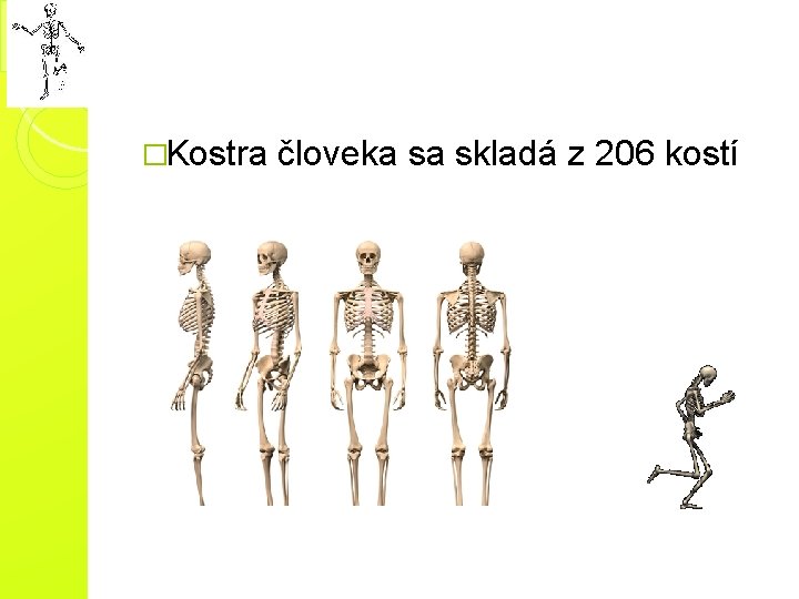 �Kostra človeka sa skladá z 206 kostí 