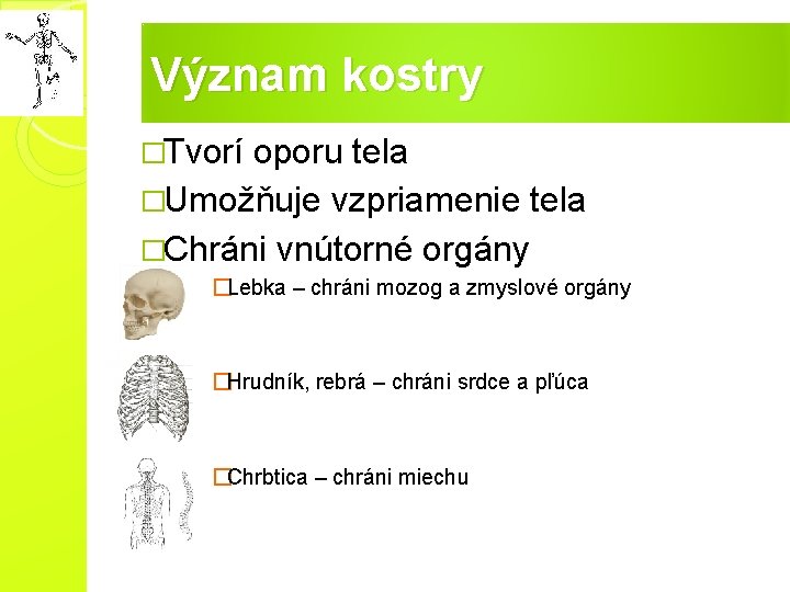Význam kostry �Tvorí oporu tela �Umožňuje vzpriamenie tela �Chráni vnútorné orgány �Lebka – chráni Význam kostry �Tvorí oporu tela �Umožňuje vzpriamenie tela �Chráni vnútorné orgány �Lebka – chráni