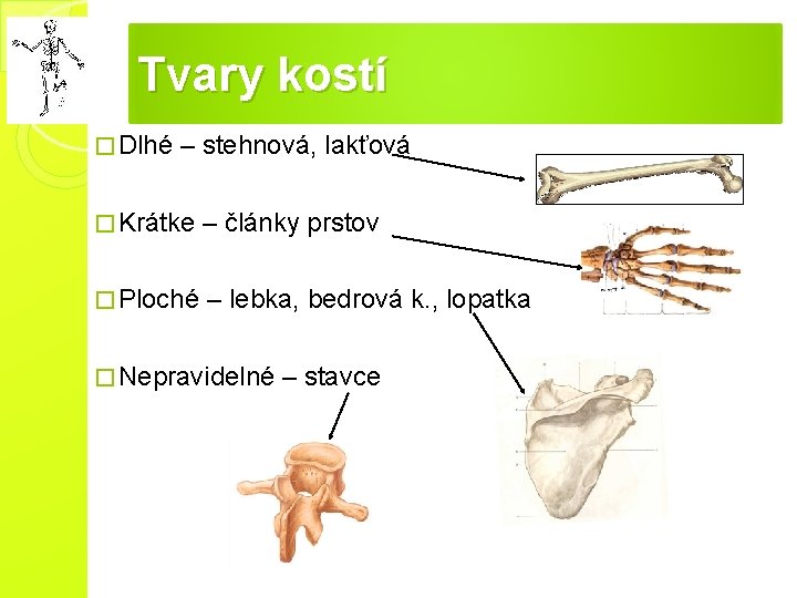 Tvary kostí � Dlhé – stehnová, lakťová � Krátke – články prstov � Ploché