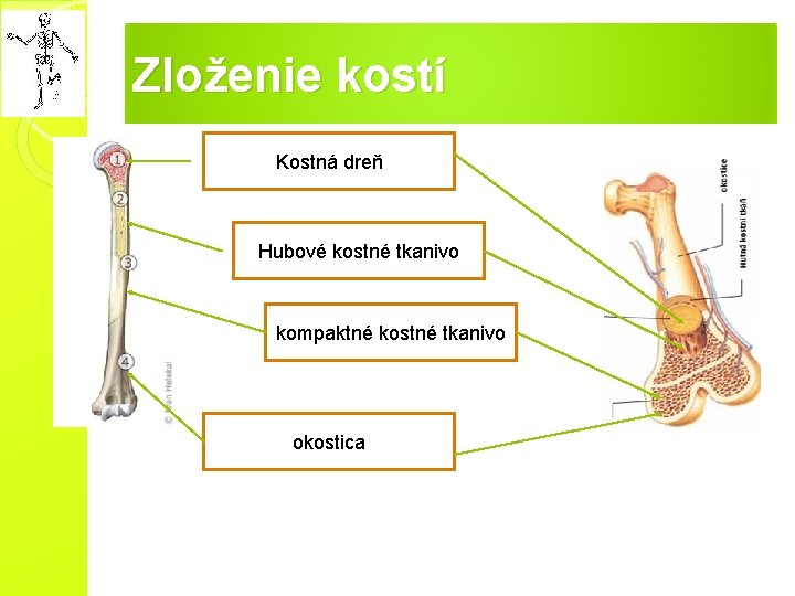 Zloženie kostí Kostná dreň Hubové kostné tkanivo kompaktné kostné tkanivo okostica 