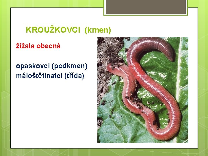 KROUŽKOVCI (kmen) žížala obecná opaskovci (podkmen) máloštětinatci (třída) 