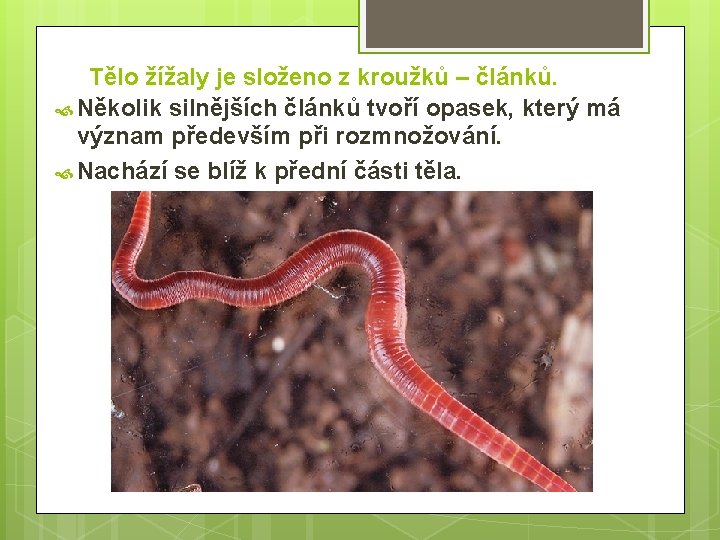 Tělo žížaly je složeno z kroužků – článků. Několik silnějších článků tvoří opasek, který