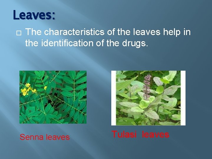 Leaves: � The characteristics of the leaves help in the identification of the drugs.