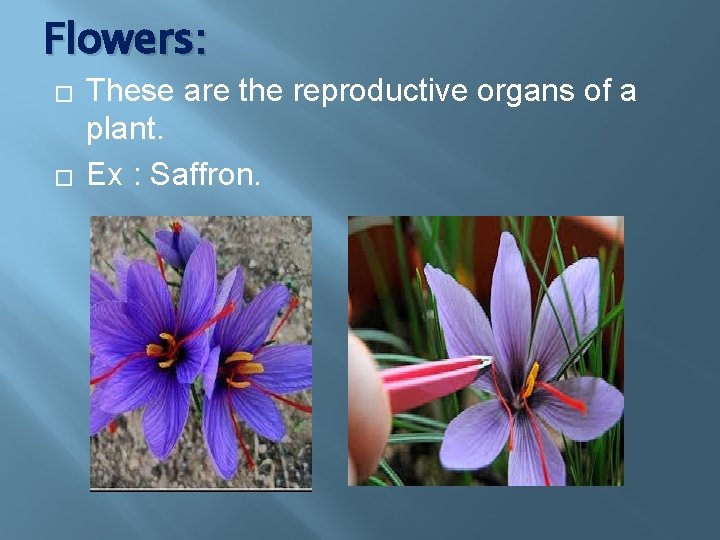 Flowers: � � These are the reproductive organs of a plant. Ex : Saffron.