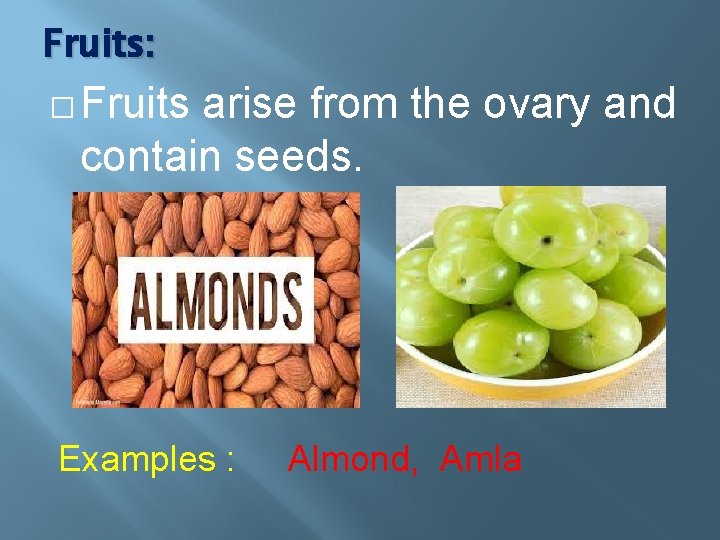 Fruits: � Fruits arise from the ovary and contain seeds. Examples : Almond, Amla