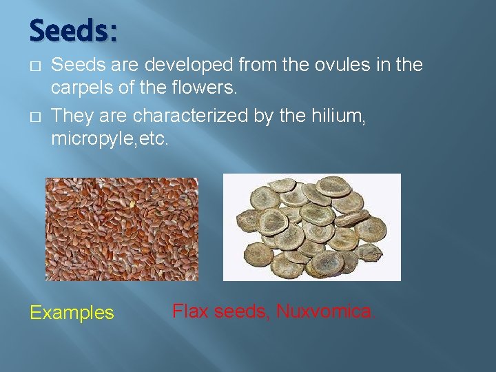 Seeds: � � Seeds are developed from the ovules in the carpels of the