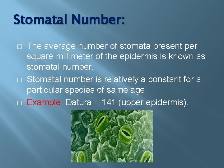 Stomatal Number: � � � The average number of stomata present per square millimeter