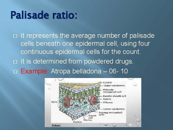 Palisade ratio: � � � It represents the average number of palisade cells beneath