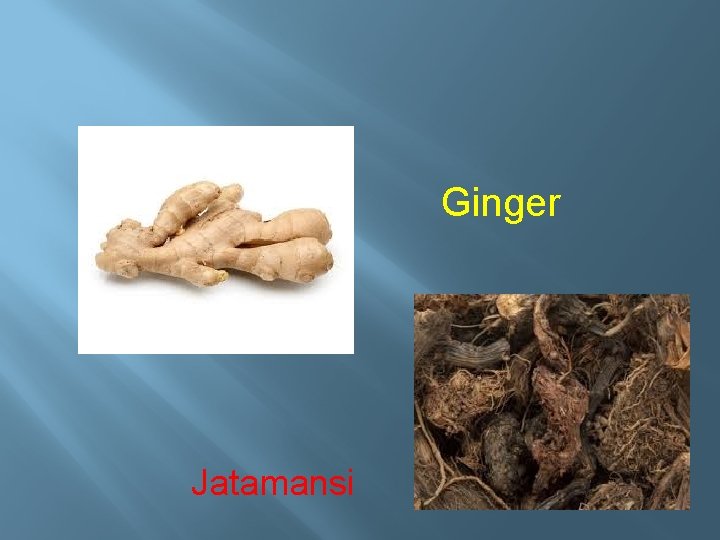 Ginger Jatamansi 
