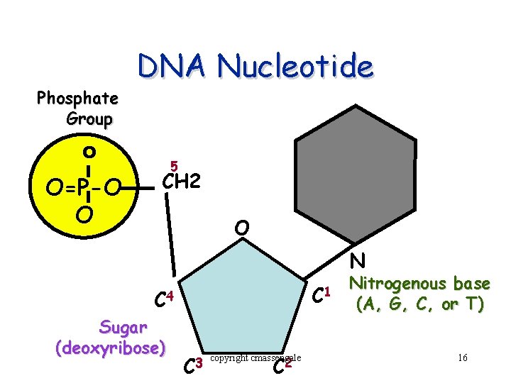 Phosphate Group DNA Nucleotide O O=P-O O 5 CH 2 O N C 1