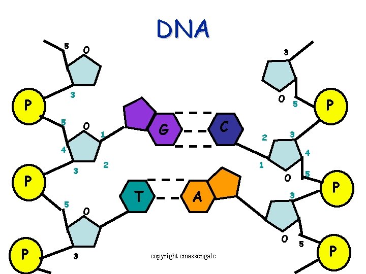 5 DNA O 3 3 P 5 O O C G 1 P 5