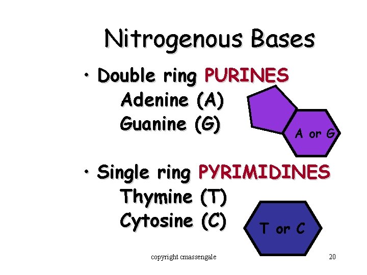 Nitrogenous Bases • Double ring PURINES Adenine (A) Guanine (G) A or G •