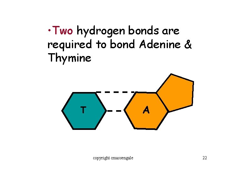  • Two hydrogen bonds are required to bond Adenine & Thymine A T