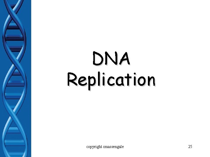 DNA Replication copyright cmassengale 25 