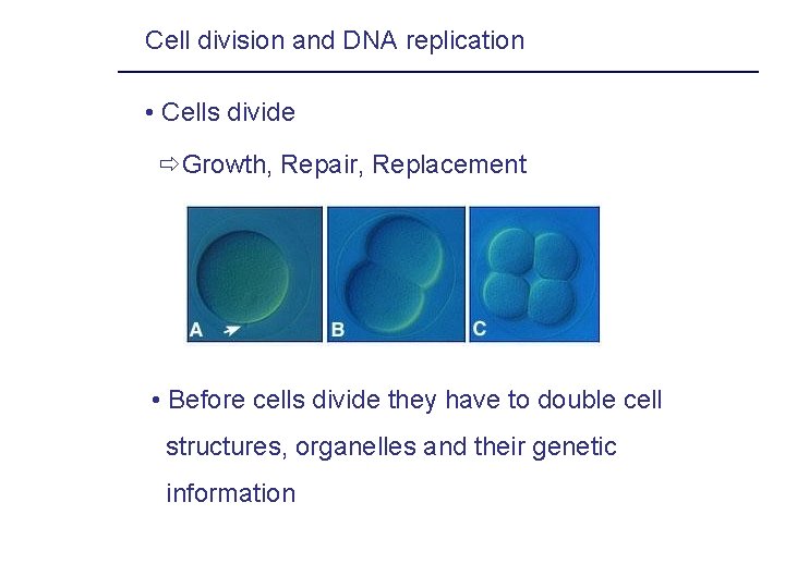 Cell division and DNA replication • Cells divide Growth, Repair, Replacement • Before cells