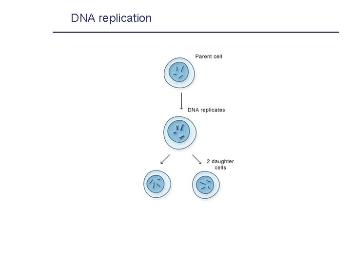 DNA replication 