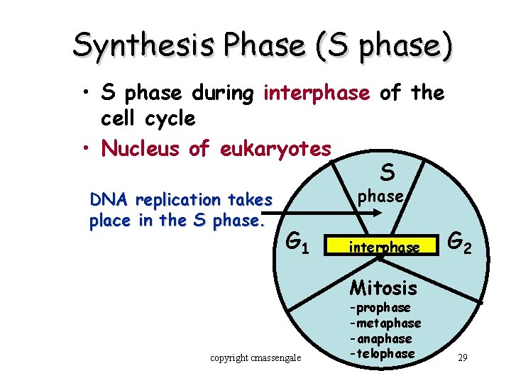 Synthesis Phase (S phase) • S phase during interphase of the cell cycle •