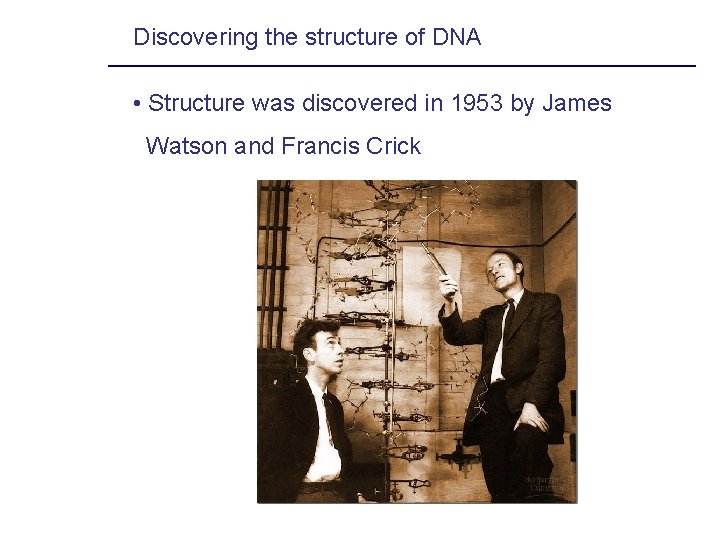 Discovering the structure of DNA • Structure was discovered in 1953 by James Watson