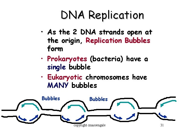 DNA Replication • As the 2 DNA strands open at the origin, Replication Bubbles