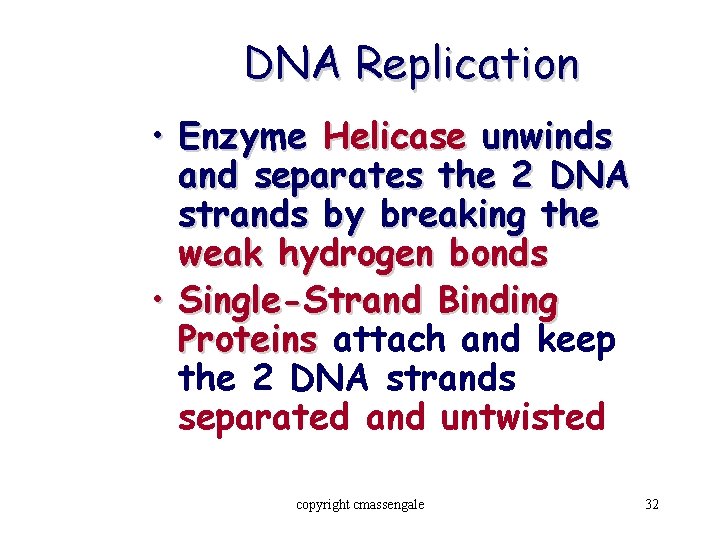 DNA Replication • Enzyme Helicase unwinds and separates the 2 DNA strands by breaking