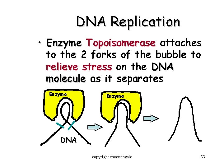 DNA Replication • Enzyme Topoisomerase attaches to the 2 forks of the bubble to