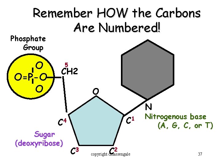 Remember HOW the Carbons Are Numbered! Phosphate Group O O=P-O O 5 CH 2