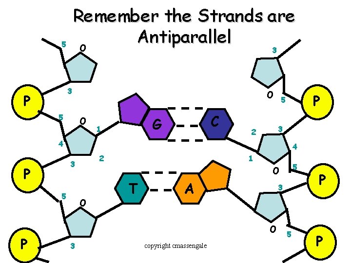 Remember the Strands are Antiparallel O 5 3 3 P 5 O O C