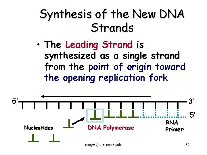 Synthesis of the New DNA Strands • The Leading Strand is synthesized as a