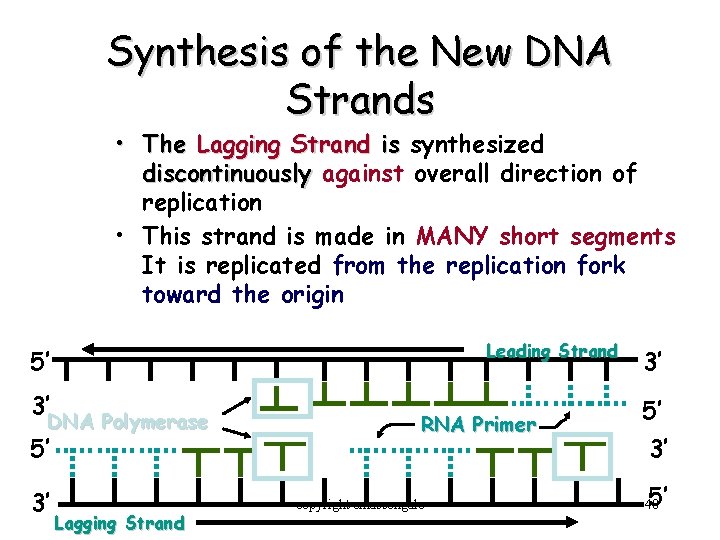 Synthesis of the New DNA Strands • The Lagging Strand is synthesized discontinuously against