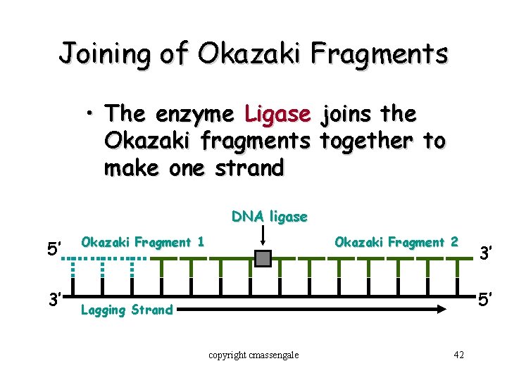 Joining of Okazaki Fragments • The enzyme Ligase joins the Okazaki fragments together to