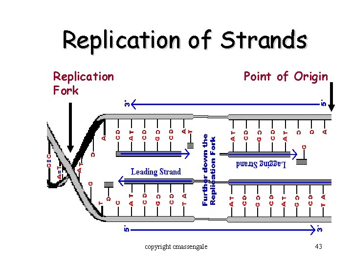 Replication of Strands Replication Fork Point of Origin copyright cmassengale 43 