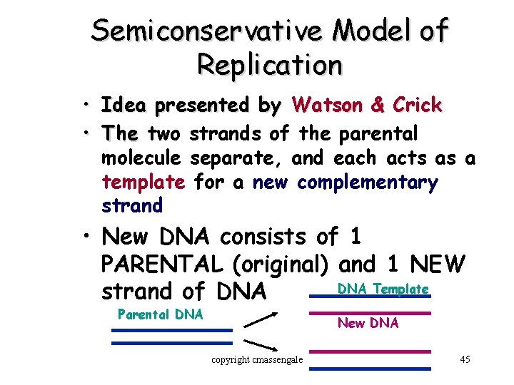 Semiconservative Model of Replication • Idea presented by Watson & Crick • The two