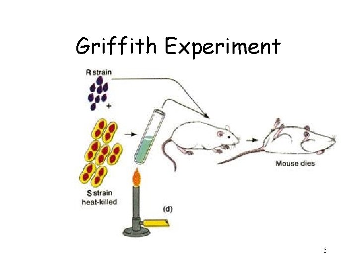 Griffith Experiment 6 