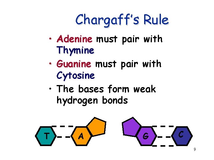 Chargaff’s Rule • Adenine must pair with Thymine • Guanine must pair with Cytosine