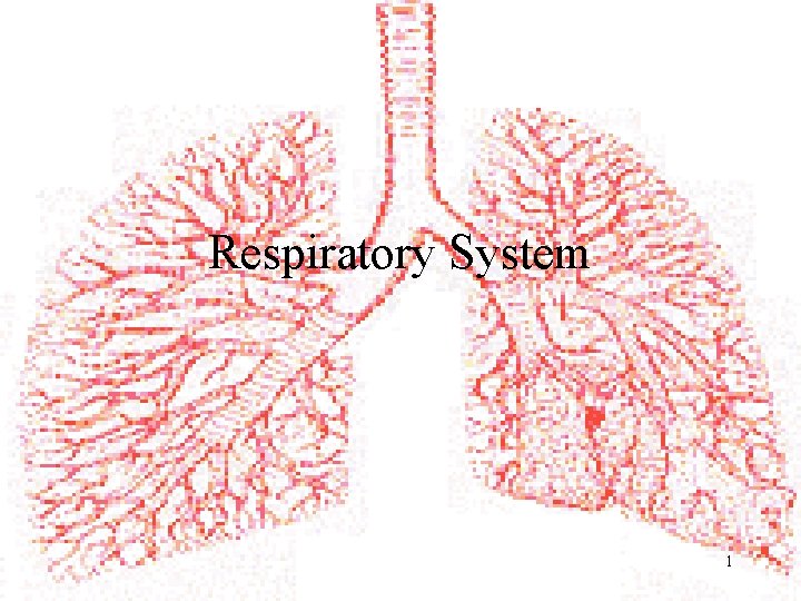 Respiratory System 1 