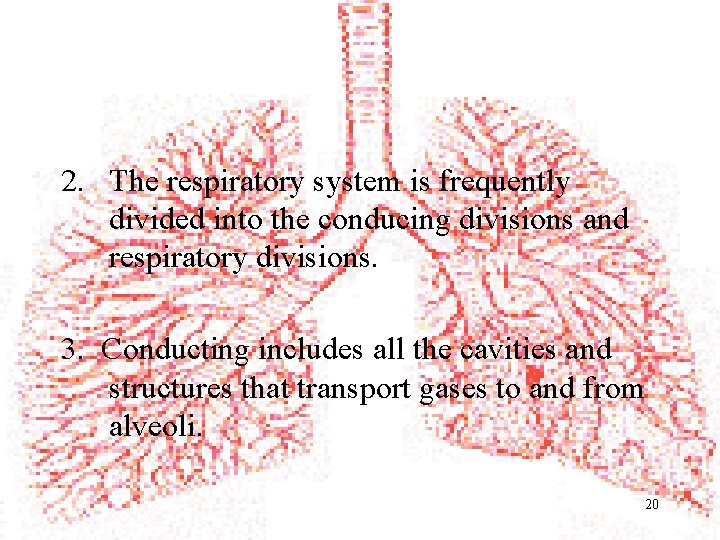 2. The respiratory system is frequently divided into the conducing divisions and respiratory divisions.