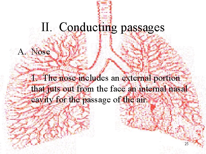 II. Conducting passages A. Nose 1. The nose includes an external portion that juts