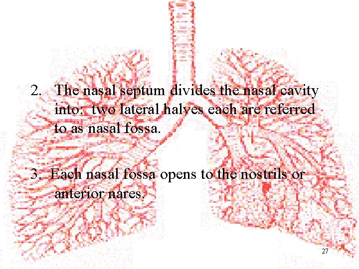 2. The nasal septum divides the nasal cavity into: two lateral halves each are