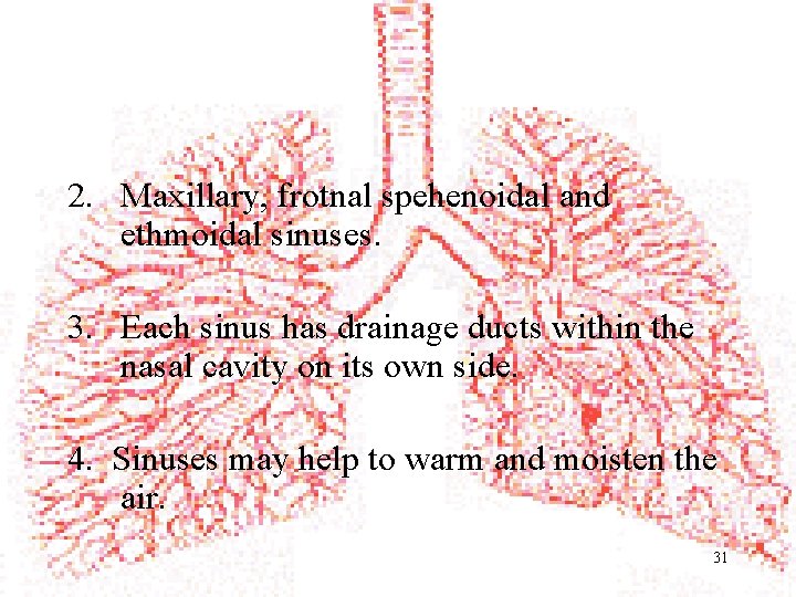 2. Maxillary, frotnal spehenoidal and ethmoidal sinuses. 3. Each sinus has drainage ducts within