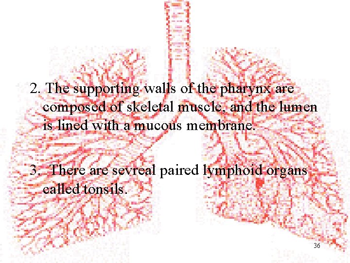 2. The supporting walls of the pharynx are composed of skeletal muscle, and the