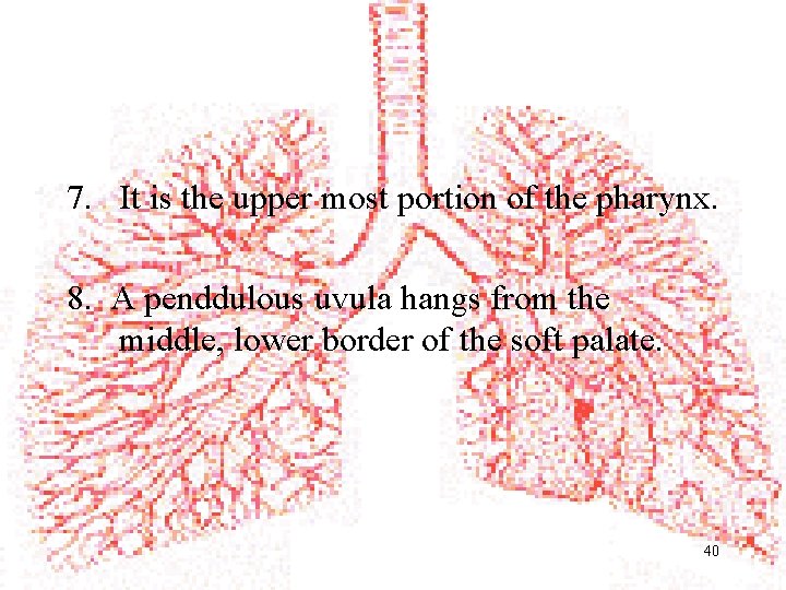 7. It is the upper most portion of the pharynx. 8. A penddulous uvula