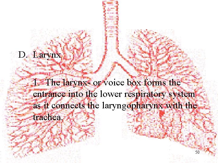 D. Larynx 1. The larynx- or voice box forms the entrance into the lower