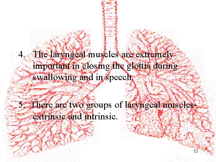 4. The laryngeal muscles are extremely important in closing the glottis during swallowing and